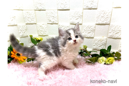 成約済の埼玉県のスコティッシュフォールド-61306の2枚目